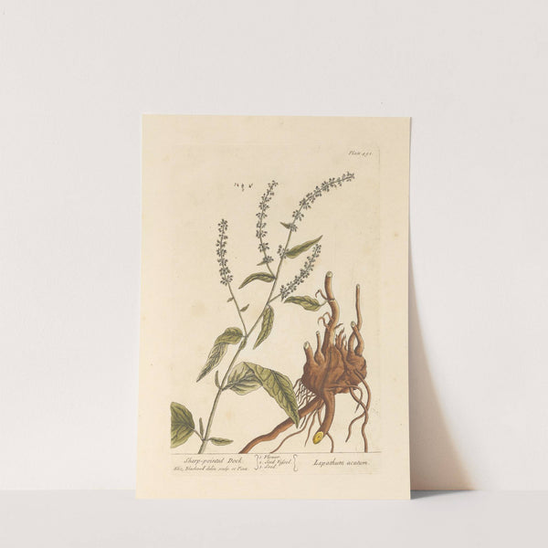 Sharp-pointed dock by Elizabeth Blackwell