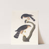 Sharp-skinned hawk by John James Audubon
