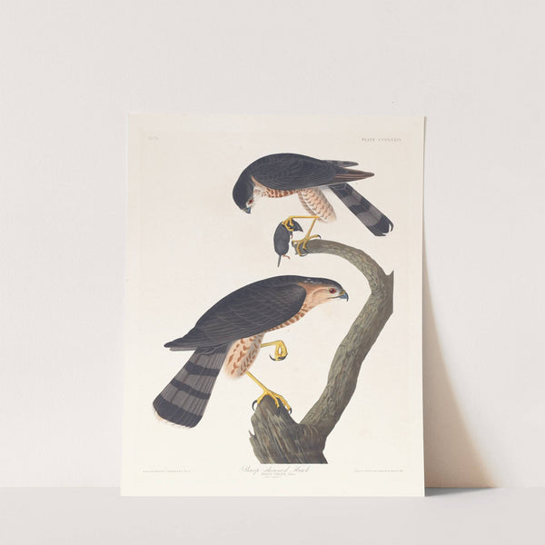 Sharp-skinned hawk by John James Audubon