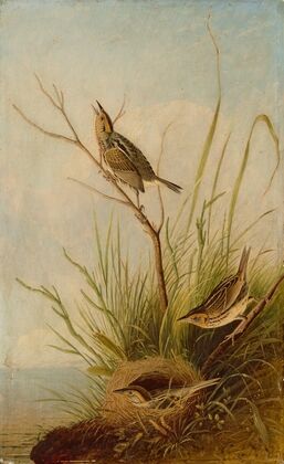 Sharp-Tailed Finch (1831)