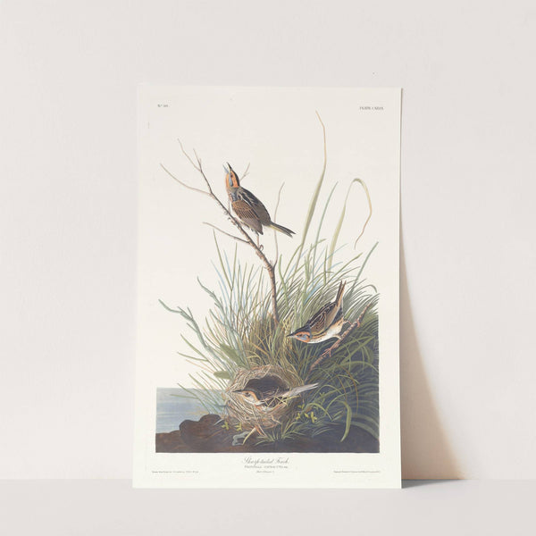 Sharp-tailed finch by John James Audubon