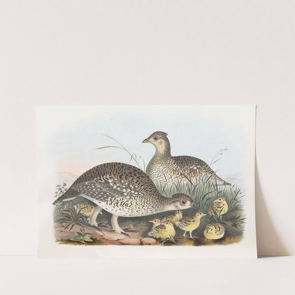 Sharp-Tailed Grouse by Daniel Giraud Elliot