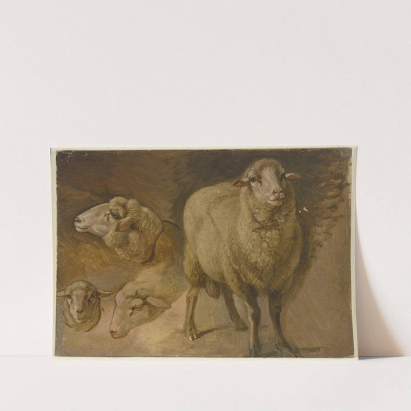 Sheep by Jakob Becker