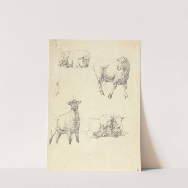 Sheep by Robert Hills