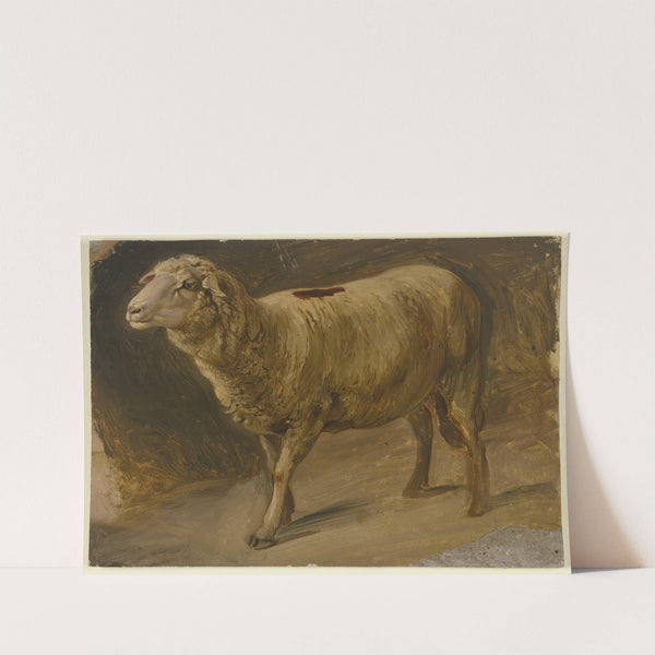 Sheep. by Jakob Becker