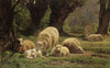 Sheep Grazing In A Wooded Clearing