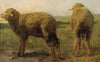 Sheep In A Meadow