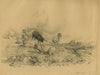 Sheep on the heath