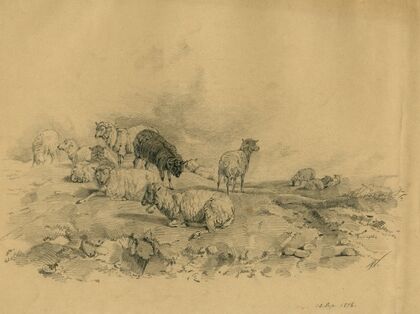Sheep on the heath