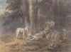 Sheep under a tree