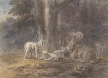 Sheep under a tree