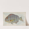 Sheepshead (1889) by Allen & Ginter