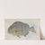 Sheepshead (1889) by Allen & Ginter
