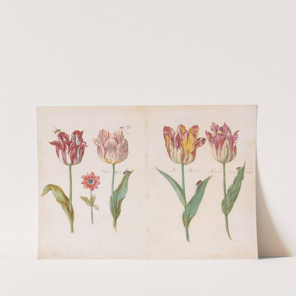 Sheet from a Tulip Book (c. 1640) by Jacob Marrel