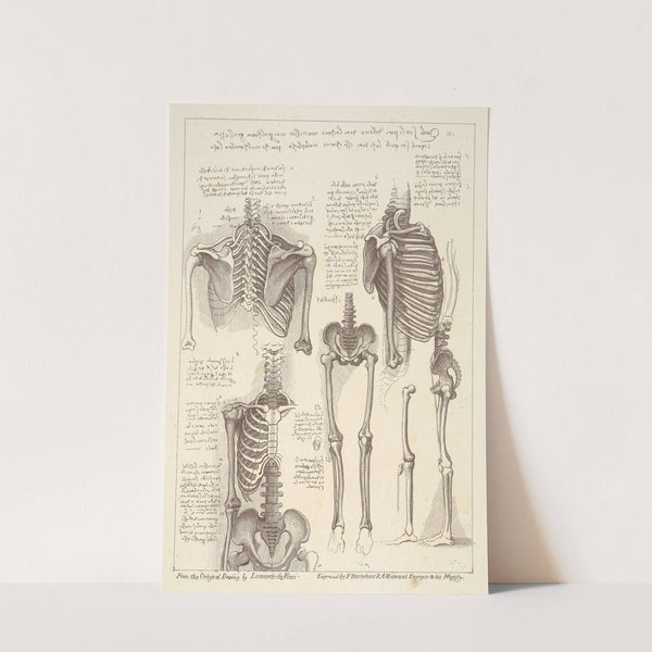 Sheet of Anatomical Studies of Postcranial Bones (after Leonardo da Vinci) by Francesco Bartolozzi