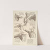 Sheet of Anatomical Studies of the Shoulder Muscles (after Leonardo da Vinci) by Francesco Bartolozzi