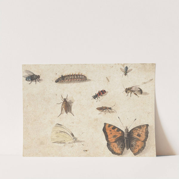 Sheet of Studies of Nine Insects (c. 1653 - c. 1661) by Jan Van Kessel The Elder