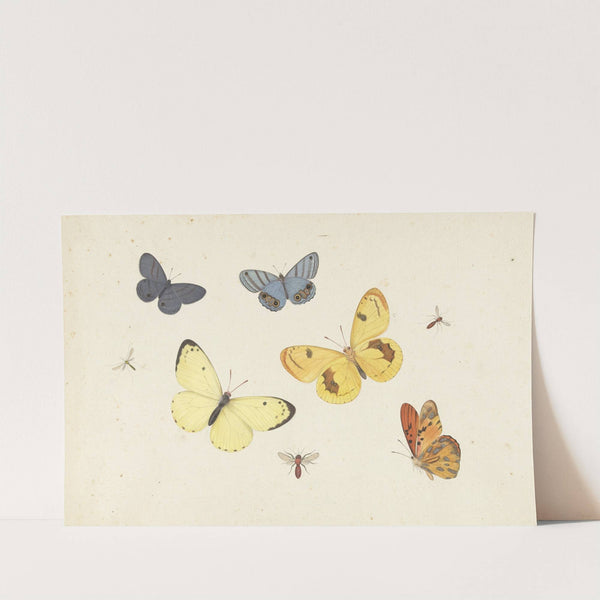 Sheet of Studies with Five Butterflies, a Wasp, and Two Flies by Pieter Withoos
