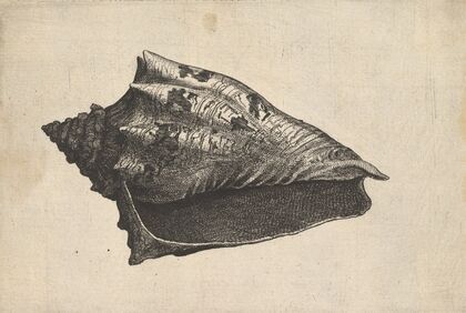Shell; Hebrew Volute (Voluta ebraea L) (ca. 1646) — size preview