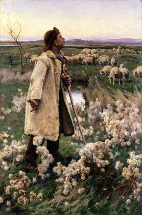 Shepherd