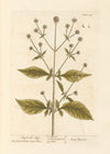 Shepherd’s staff