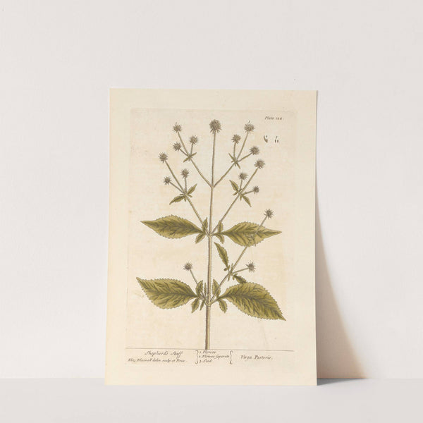 Shepherd's staff by Elizabeth Blackwell