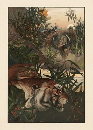 Shere Khan in jungle (1903)