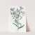 Shewy Aster (1815-1819) by Sydenham Edwards