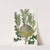 Shewy Banksia (1815-1819) by Sydenham Edwards