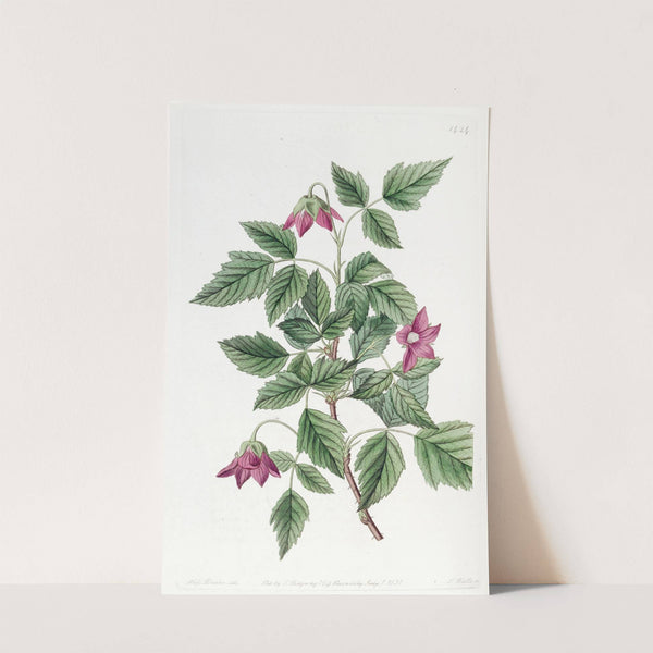 Shewy Bramble (1815-1819) by Sydenham Edwards
