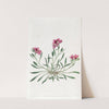 Shewy Calandrinia (1815-1819) by Sydenham Edwards