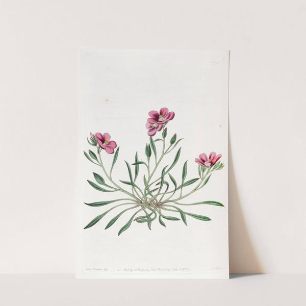 Shewy Calandrinia (1815-1819) by Sydenham Edwards