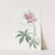 Shewy Cleome by Sydenham Edwards