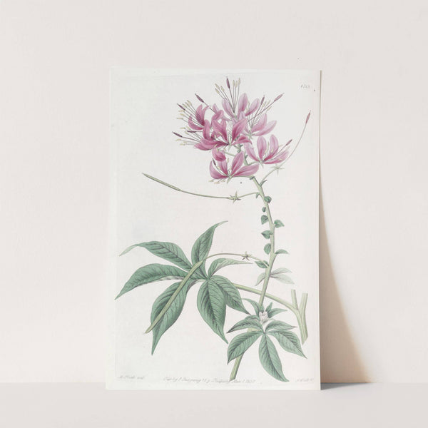 Shewy Cleome by Sydenham Edwards