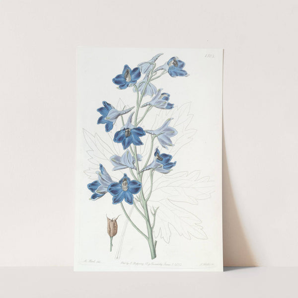 Shewy Delphinium by Sydenham Edwards