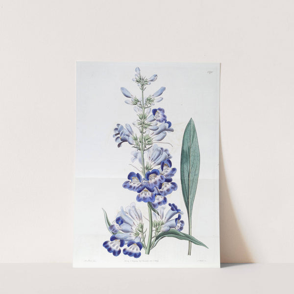 Shewy Pentstemon by Sydenham Edwards