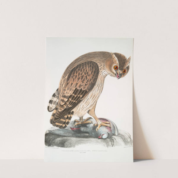 Shielded Legged Horned Owl, Strix Hardwickii. Natural Size. by John Edward Gray