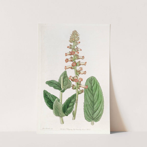 Shifting-leaved gesnera by Sydenham Edwards