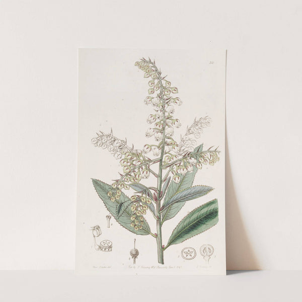 Shining-leaved Bearberry by Sydenham Edwards