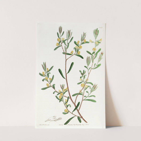 Shining-leaved Pultenæa by Sydenham Edwards