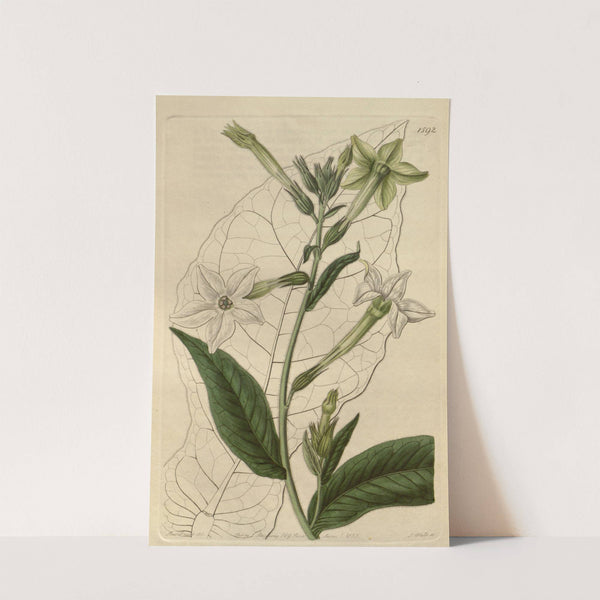 Shiraz Tobacco by Sydenham Edwards