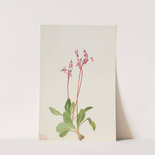 Shooting Star (Dodecatheon hendersonii) (1936) by Mary Vaux Walcott