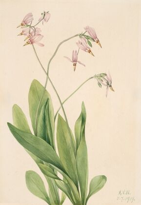 Shooting Star (Dodecatheon meadia) (1919)