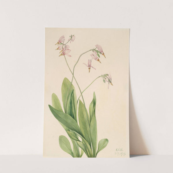 Shooting Star (Dodecatheon meadia) (1919) by Mary Vaux Walcott