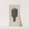 Shop Sign - Grapes by Robert Pohle