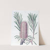 Shore Banksia by Sydenham Edwards