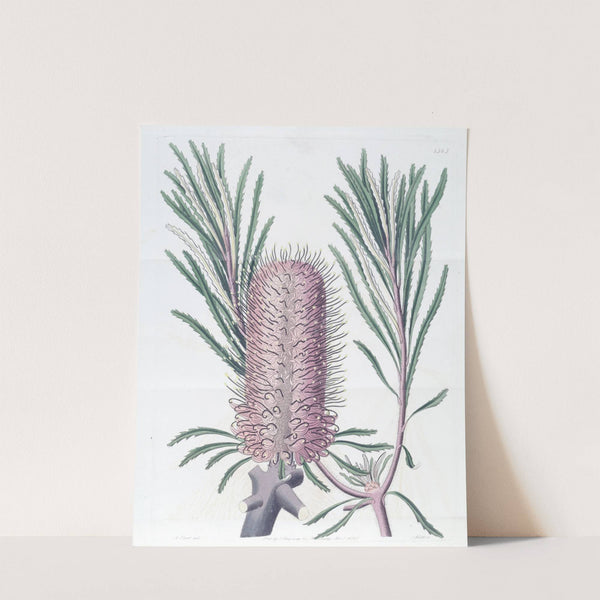 Shore Banksia by Sydenham Edwards