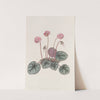 Shore Cyclamen by Sydenham Edwards