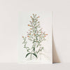 Short-flowered Pentstemon by Sydenham Edwards