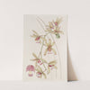 Short-lipped thick-leaved Cymbidium by Sydenham Edwards